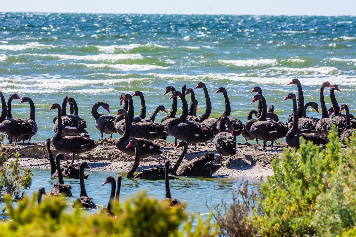 Black Swan - Kathie Thomas