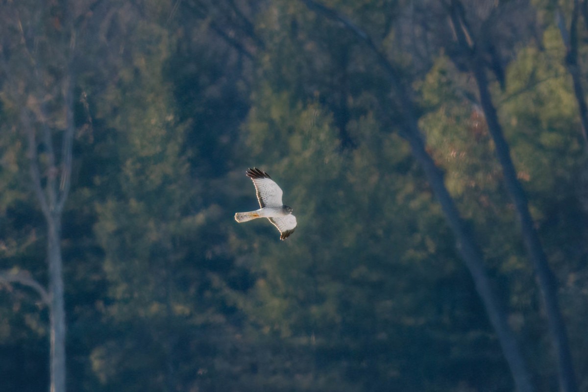 Northern Harrier - ML628843437