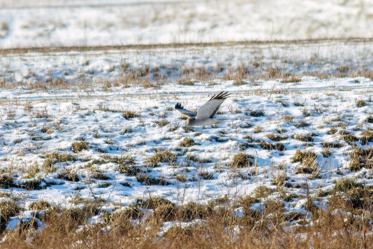 Northern Harrier - ML628843438