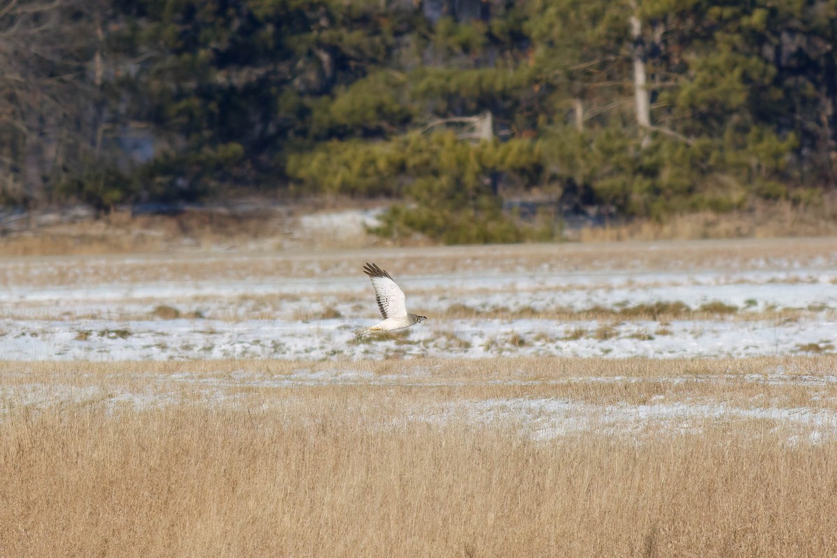 Northern Harrier - ML628843439