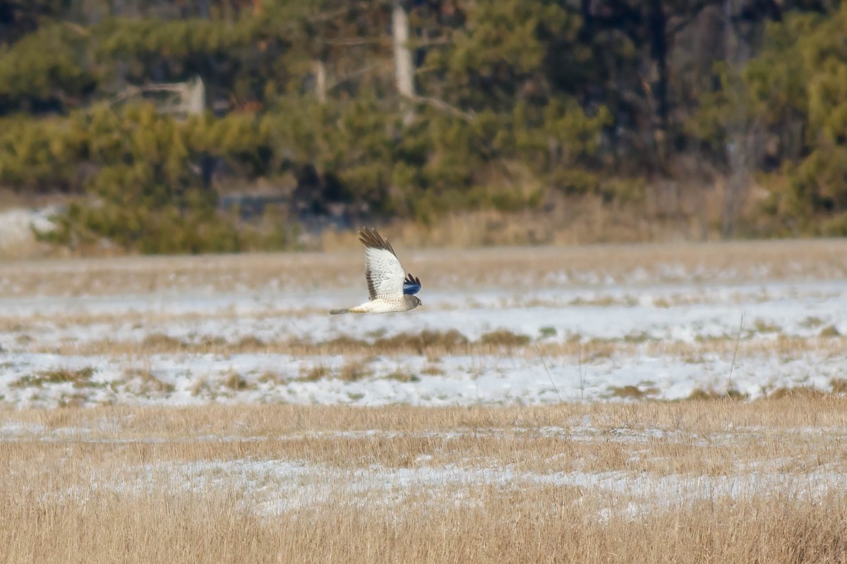Northern Harrier - ML628843440