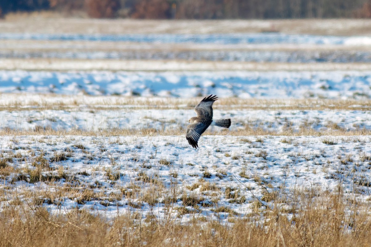 Northern Harrier - ML628843441
