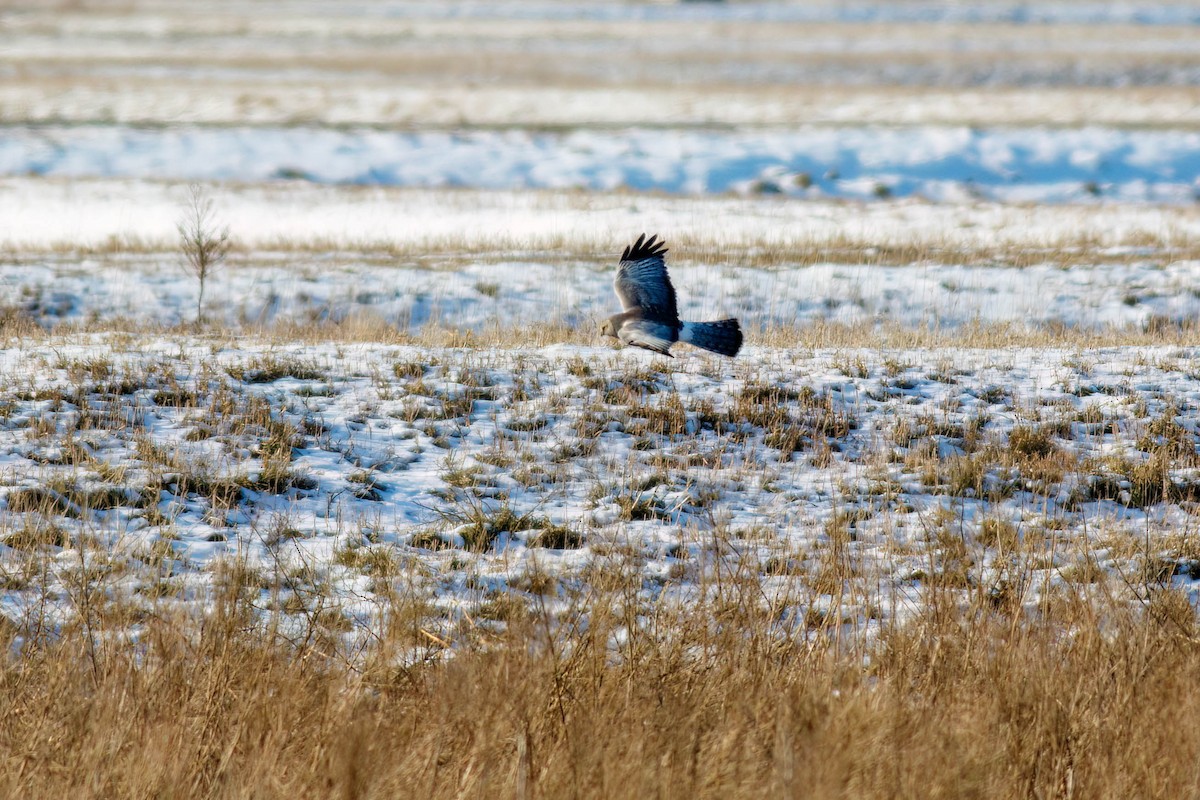 Northern Harrier - ML628843442