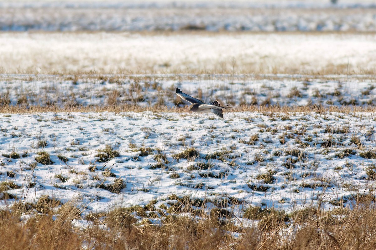 Northern Harrier - ML628843443