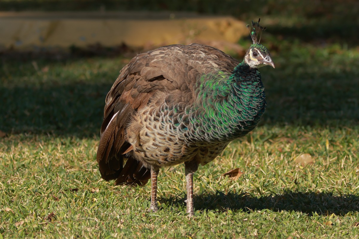 Indian Peafowl - ML628843848