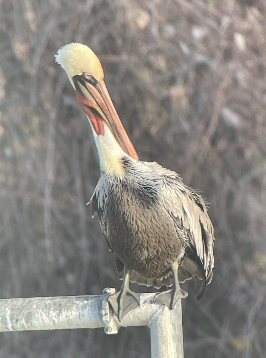 Brown Pelican - ML628843865