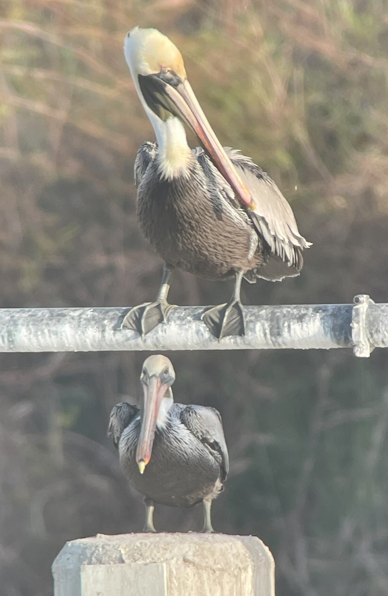 Brown Pelican - ML628843870