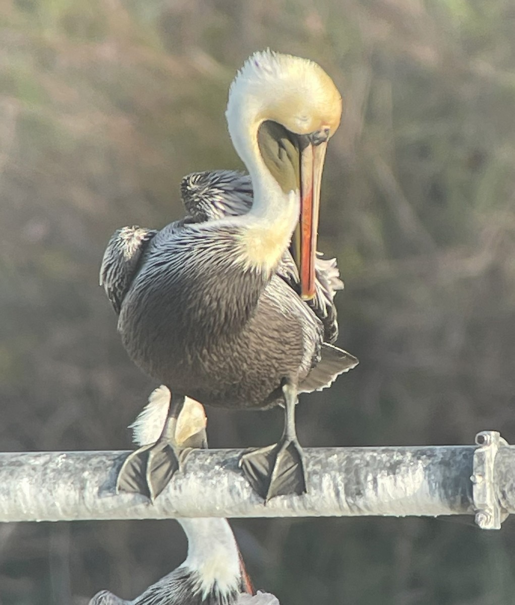Brown Pelican - ML628843888
