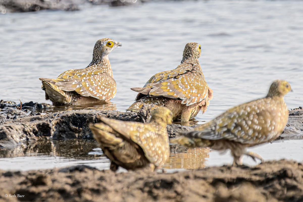 Burchell's Sandgrouse - ML628843907