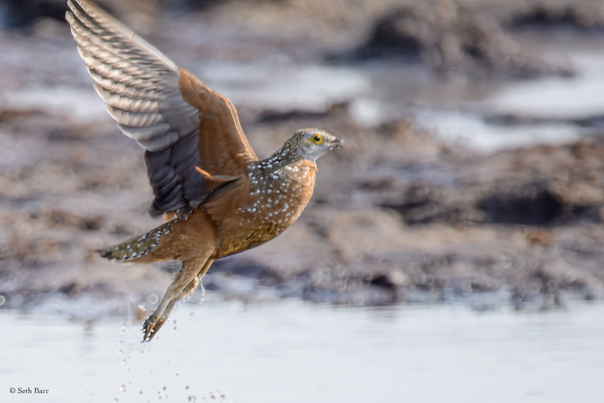 Burchell's Sandgrouse - ML628843908
