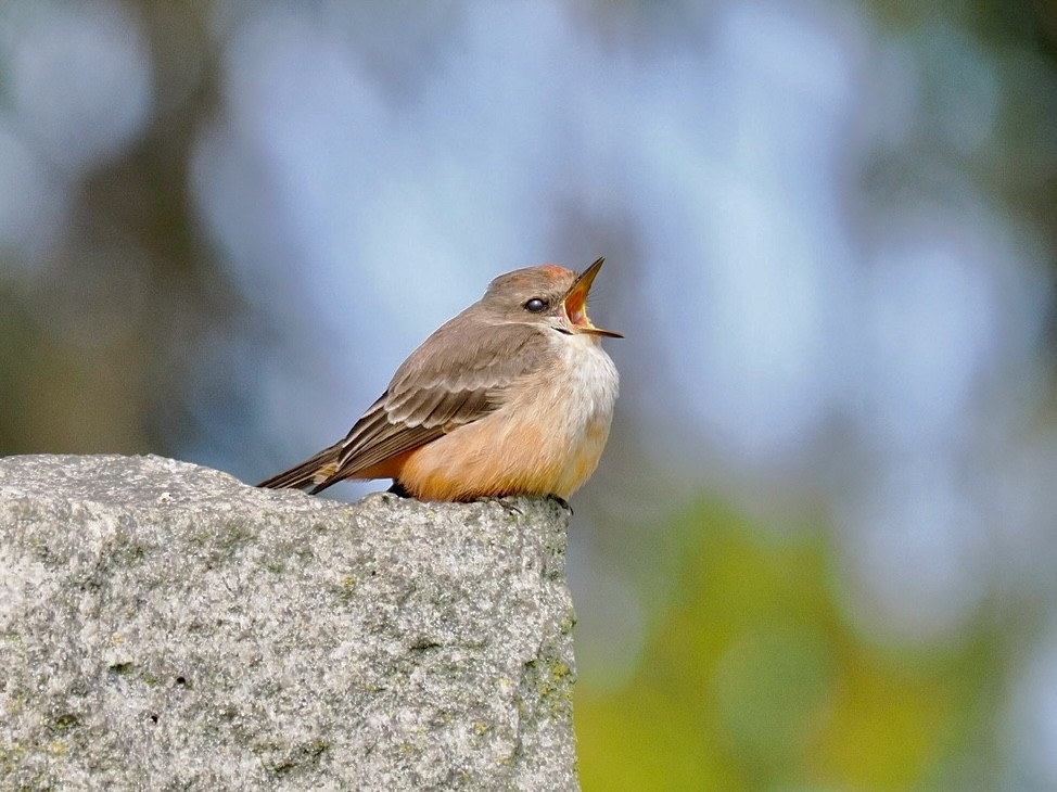Vermilion Flycatcher - Brooke Zhou