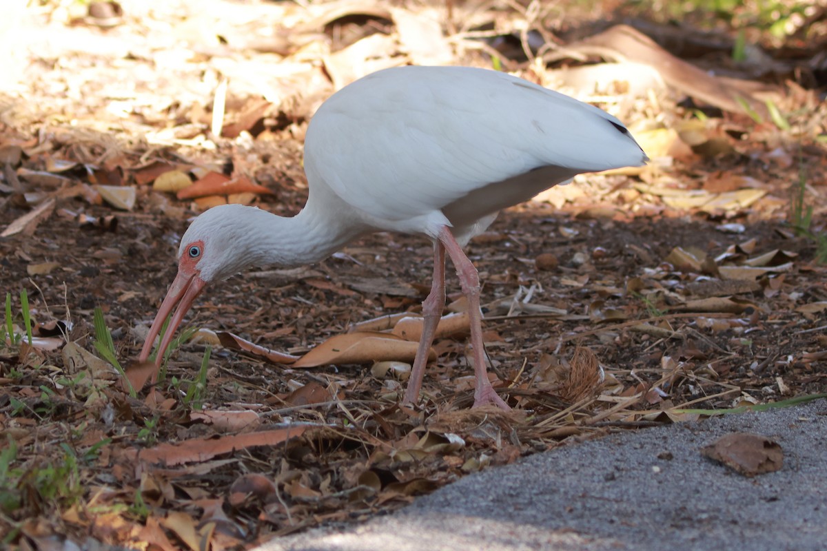 White Ibis - ML628844207