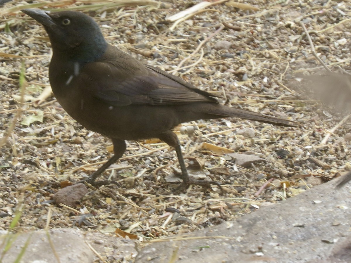Common Grackle - ML628844238