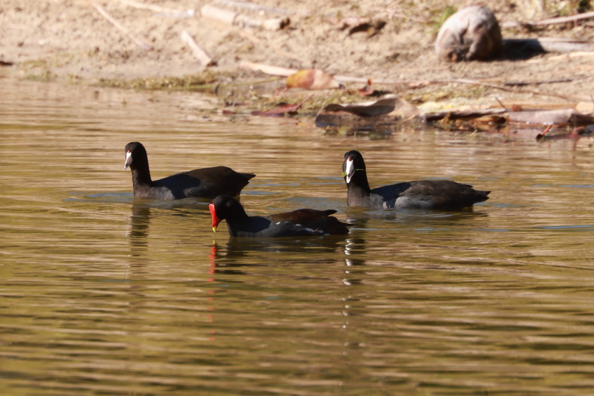 American Coot - ML628844382