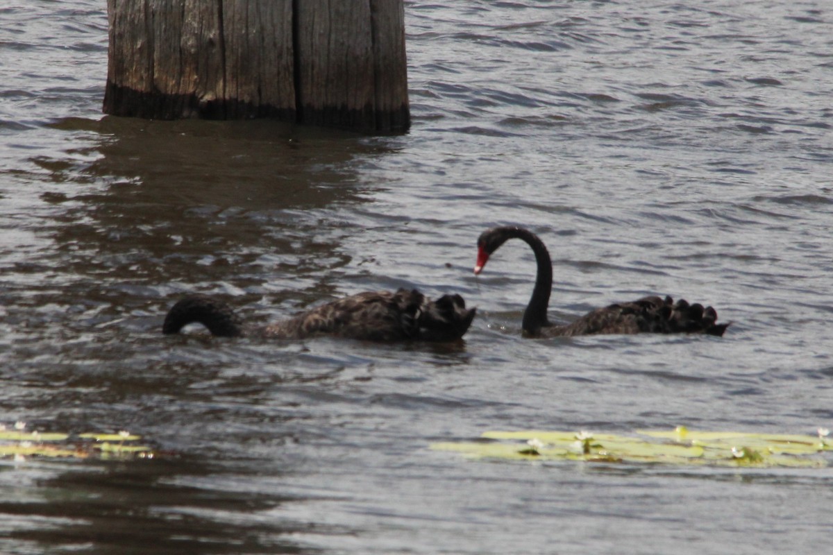 Black Swan - ML628844477