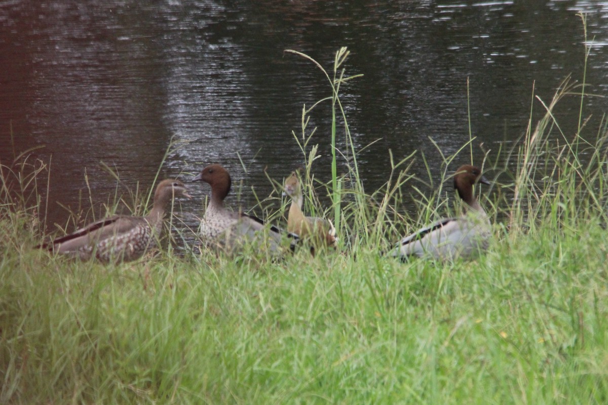 Maned Duck - ML628844484