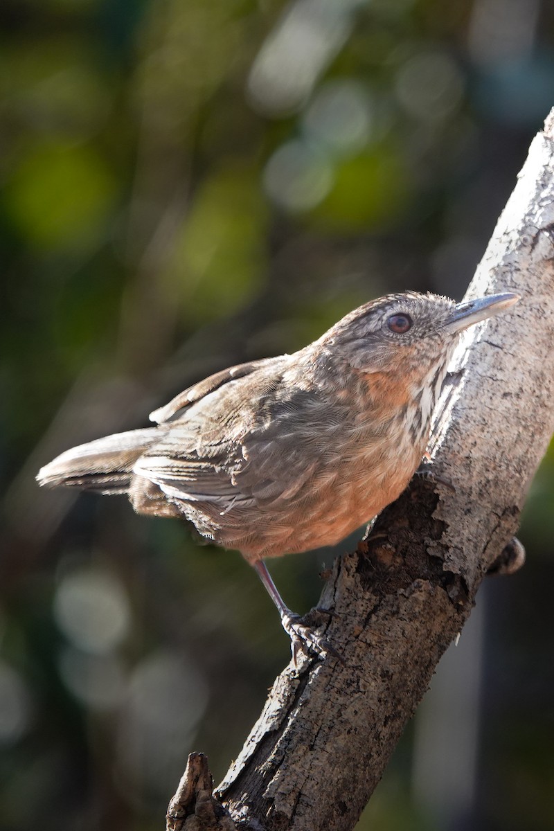 Rufous Limestone Babbler - ML628844511