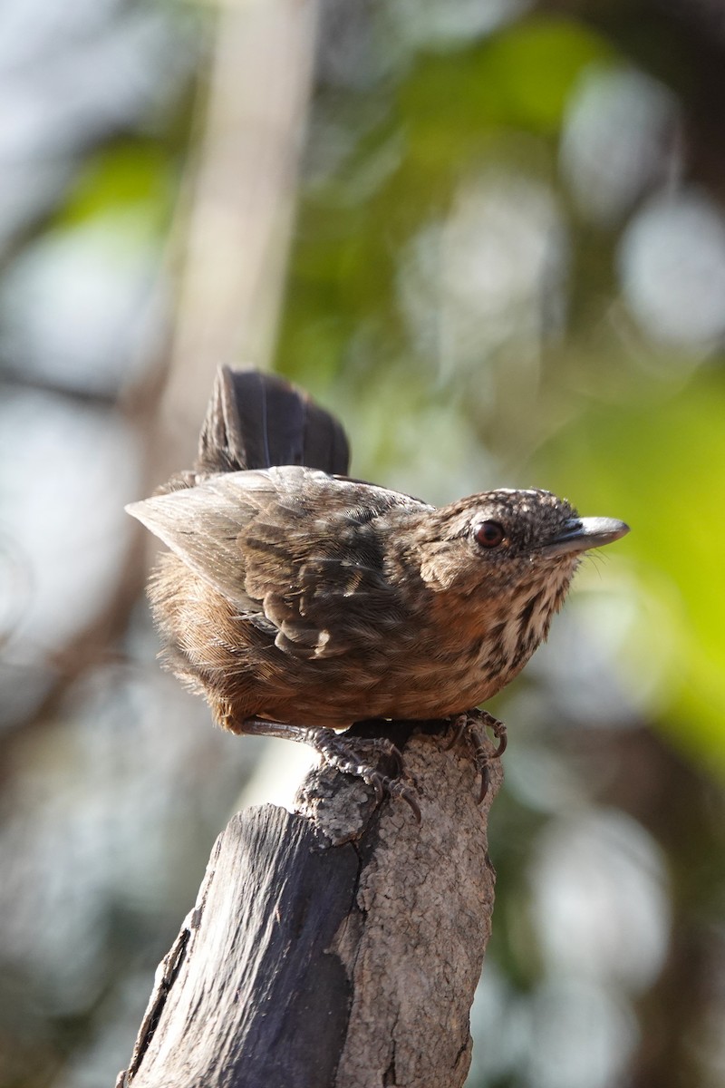 Rufous Limestone Babbler - ML628844513