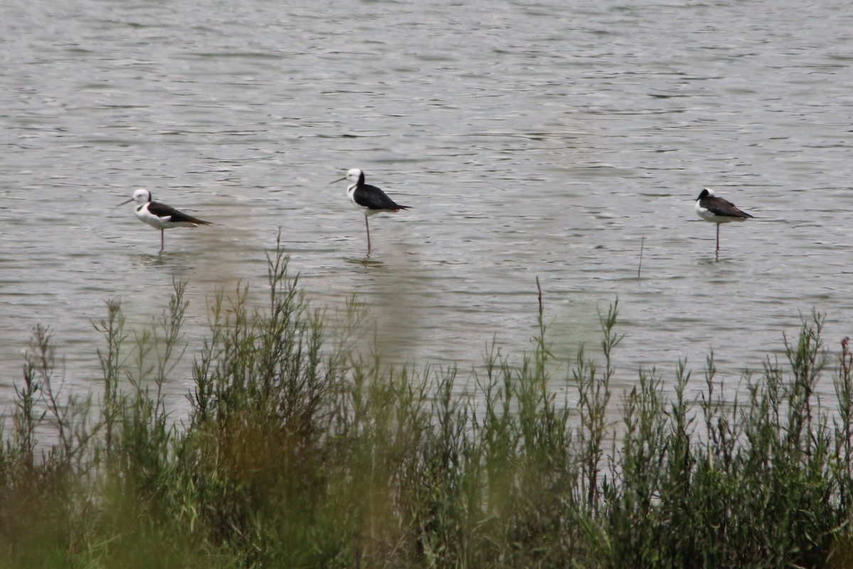 Pied Stilt - ML628844541
