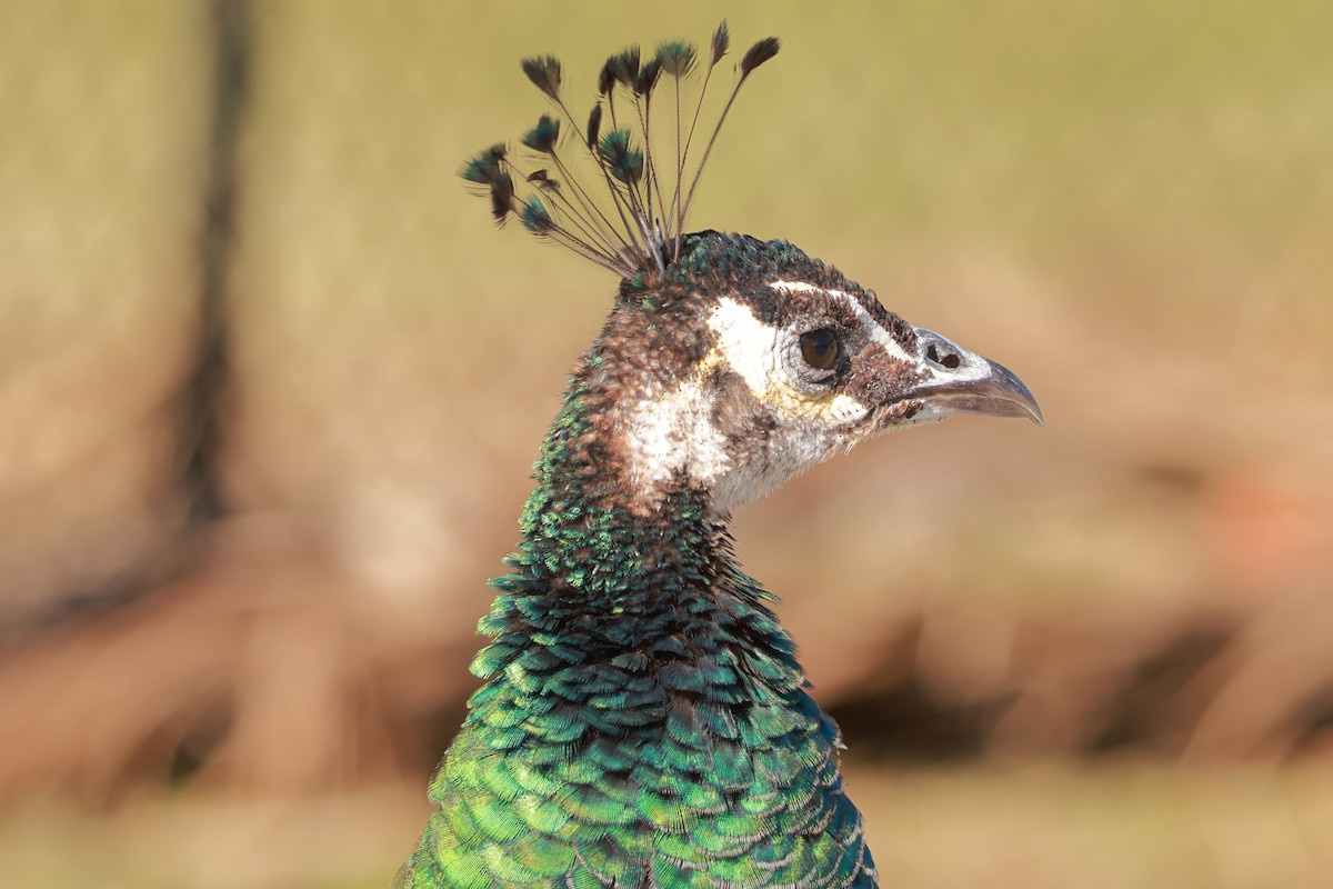 Indian Peafowl - ML628844626