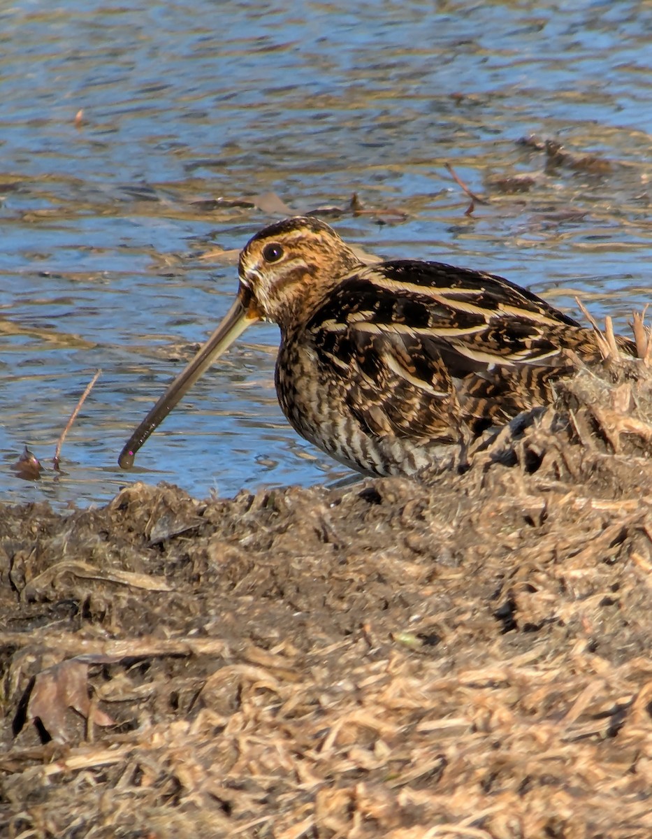Wilson's Snipe - ML628844639