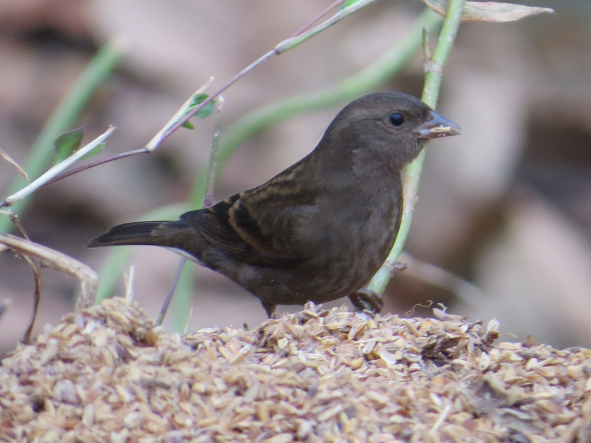 Dark-breasted Rosefinch - ML628844745