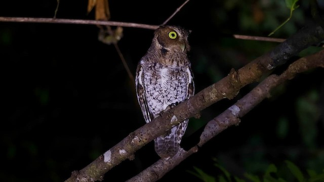Middle American Screech-Owl - ML628844995