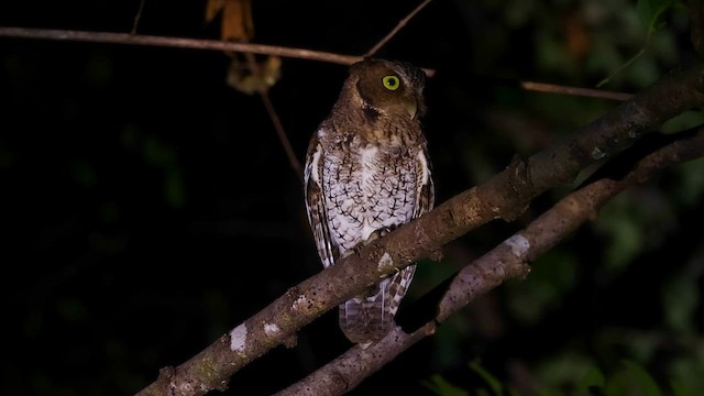 Middle American Screech-Owl - ML628844996