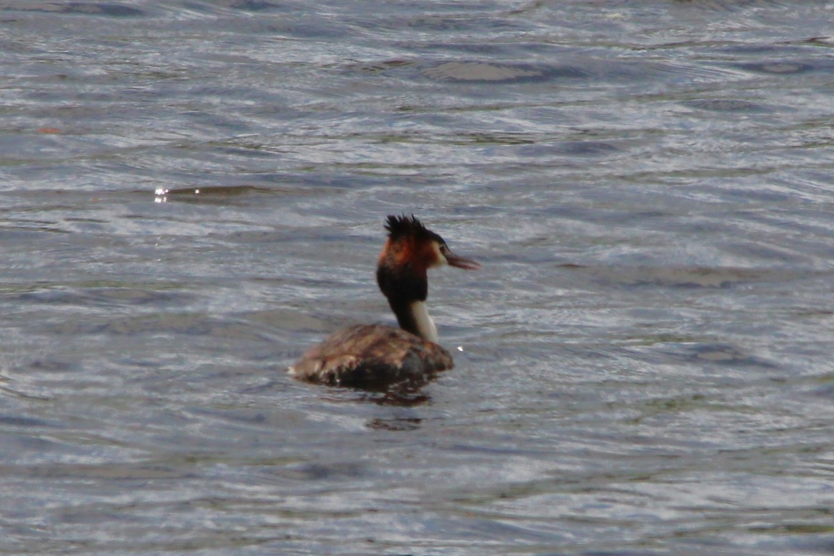 Great Crested Grebe - ML628845088