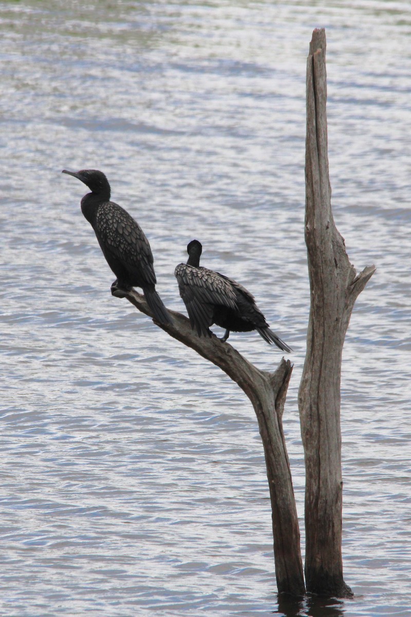 Little Black Cormorant - ML628845099