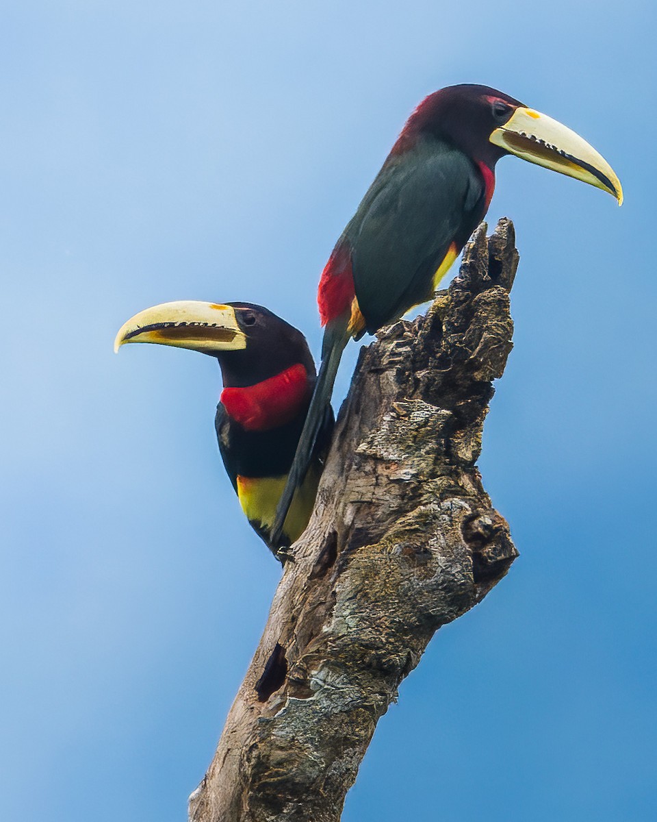 Ivory-billed Aracari - ML628845322