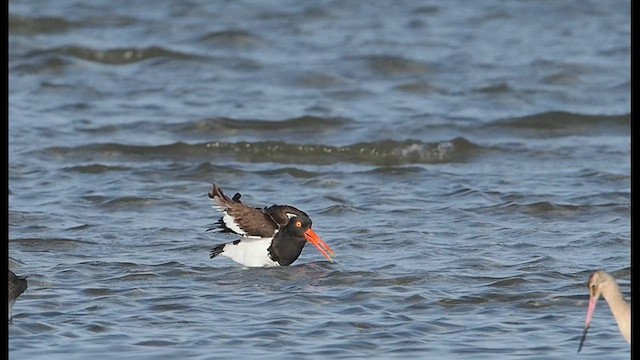 American Oystercatcher - ML628845423