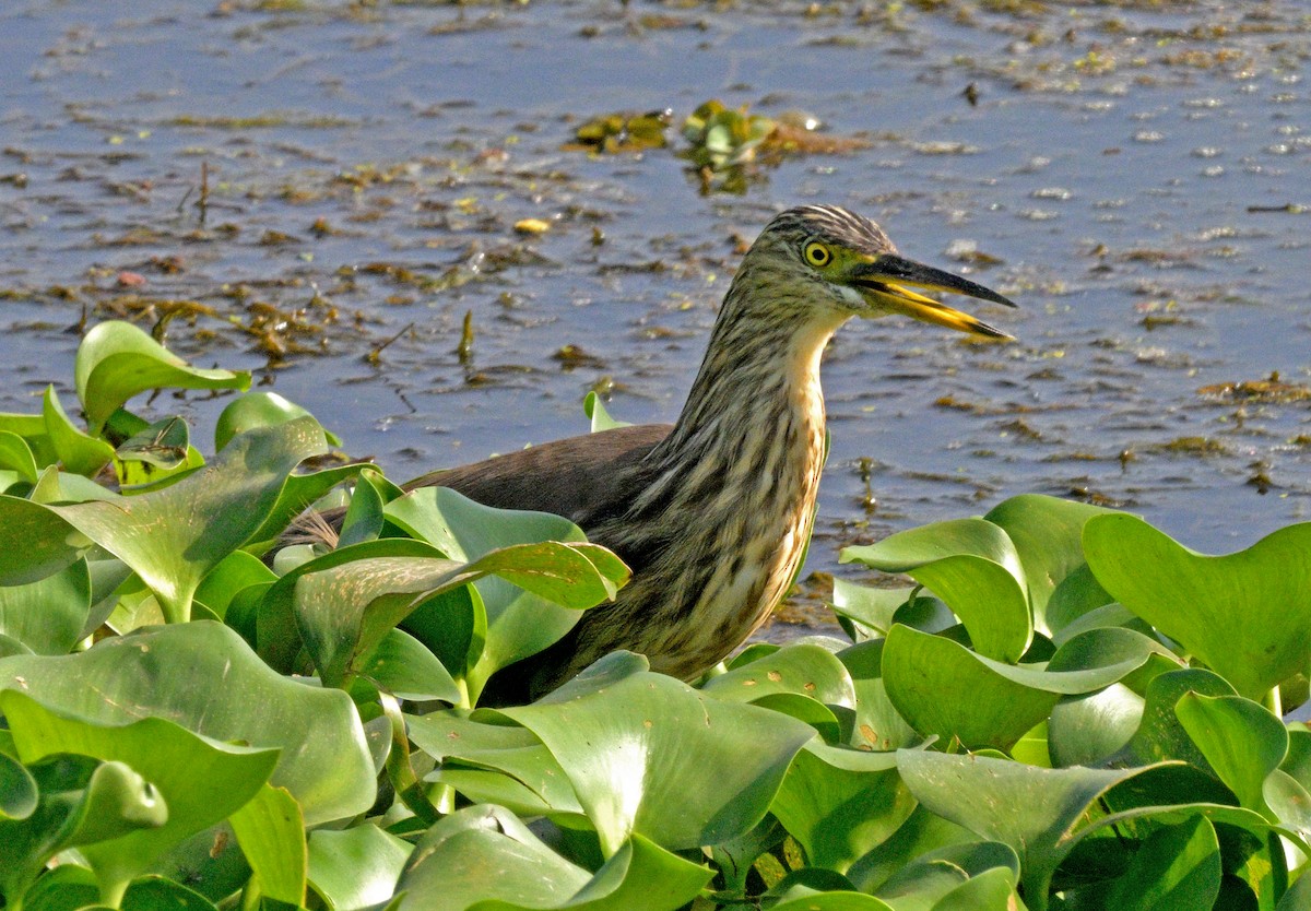 Indian Pond-Heron - ML628845472