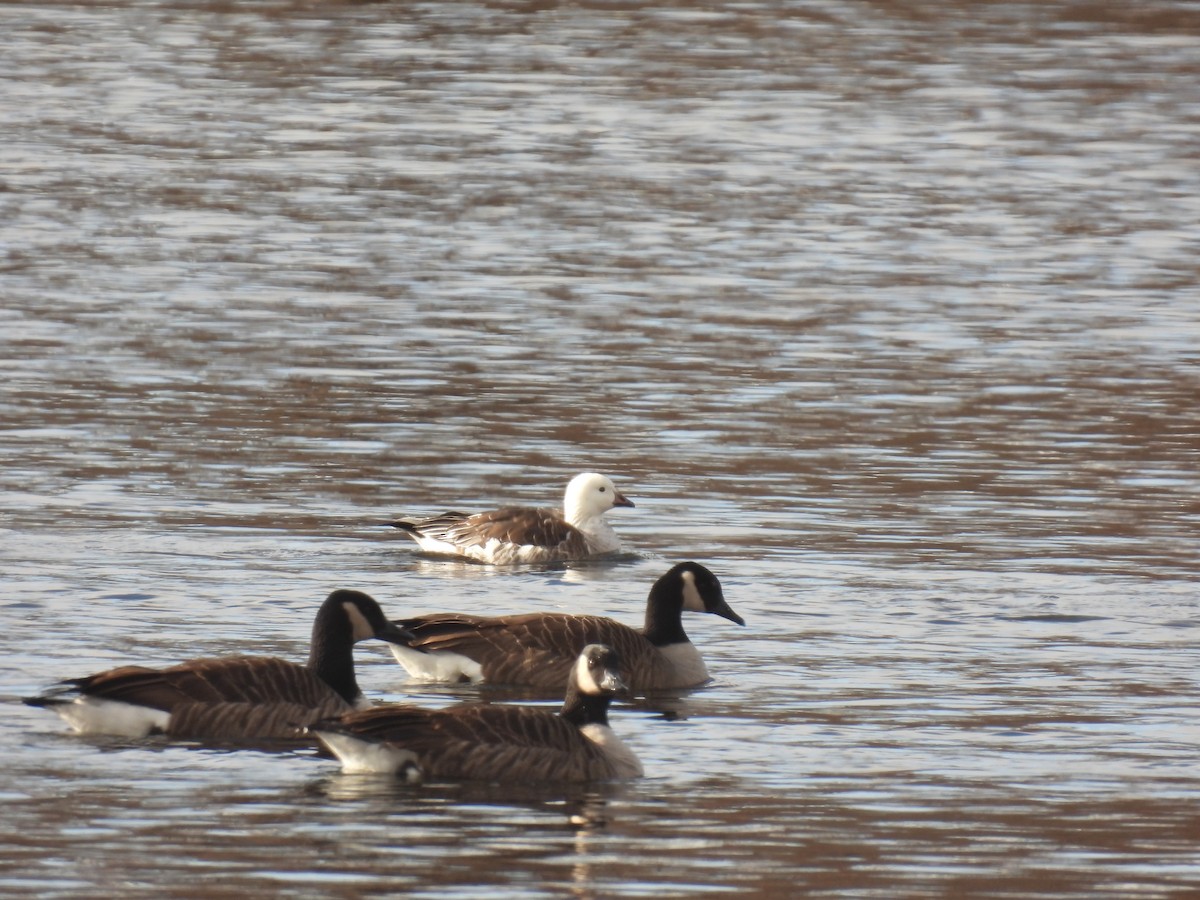 Ross's x Cackling Goose (hybrid) - John McKay