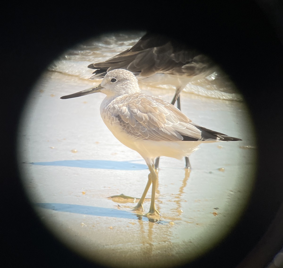 Nordmann's Greenshank - ML628846225