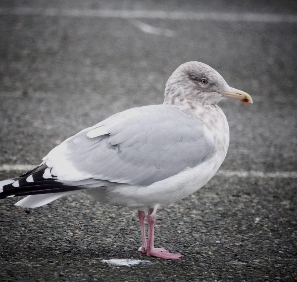 American Herring Gull - ML628846271