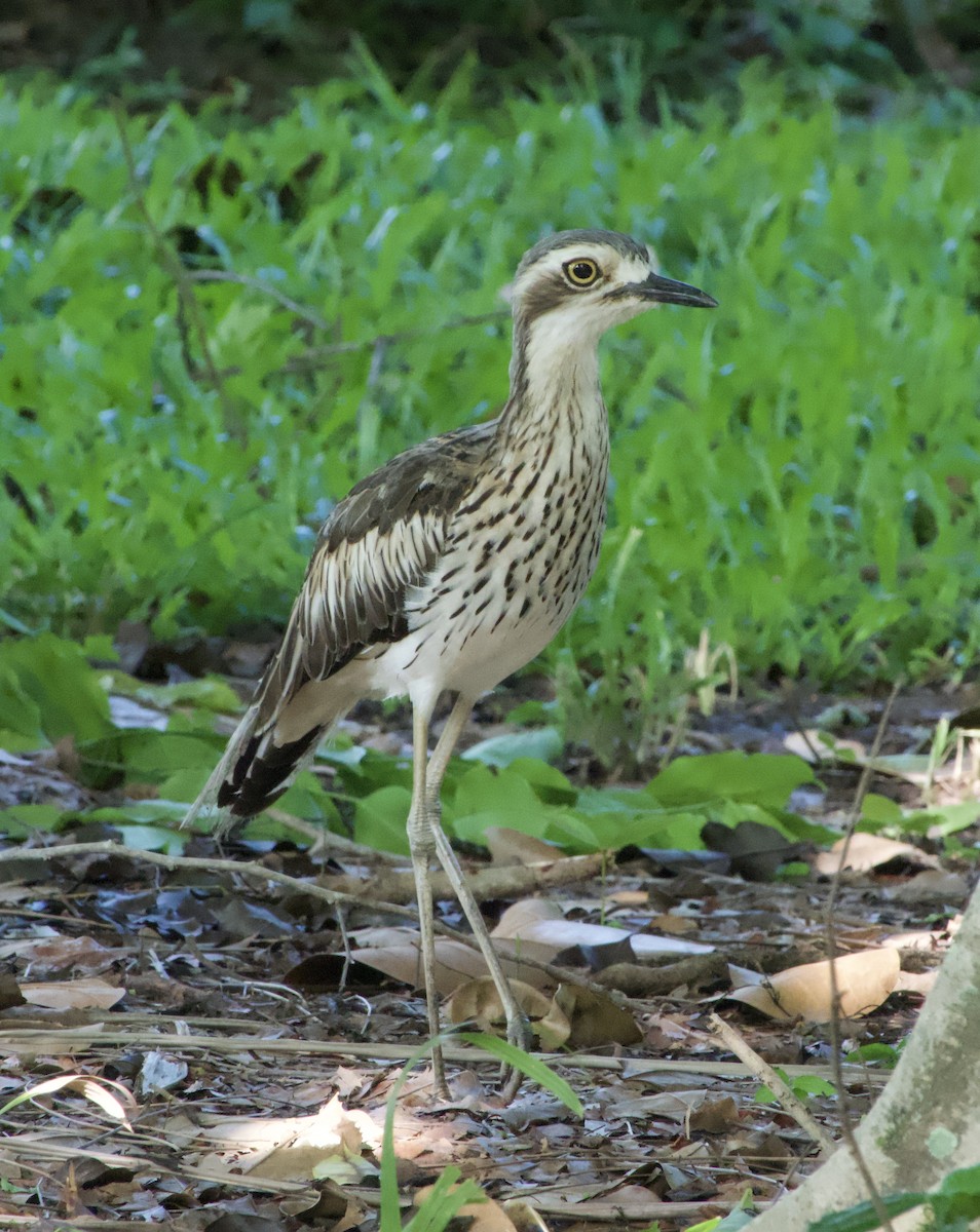 Bush Thick-knee - ML628846274
