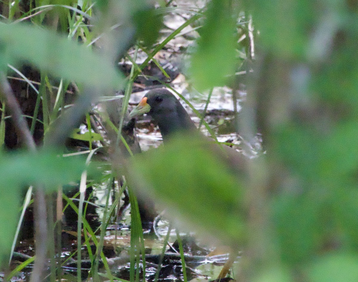 Pale-vented Bush-hen - ML628846286