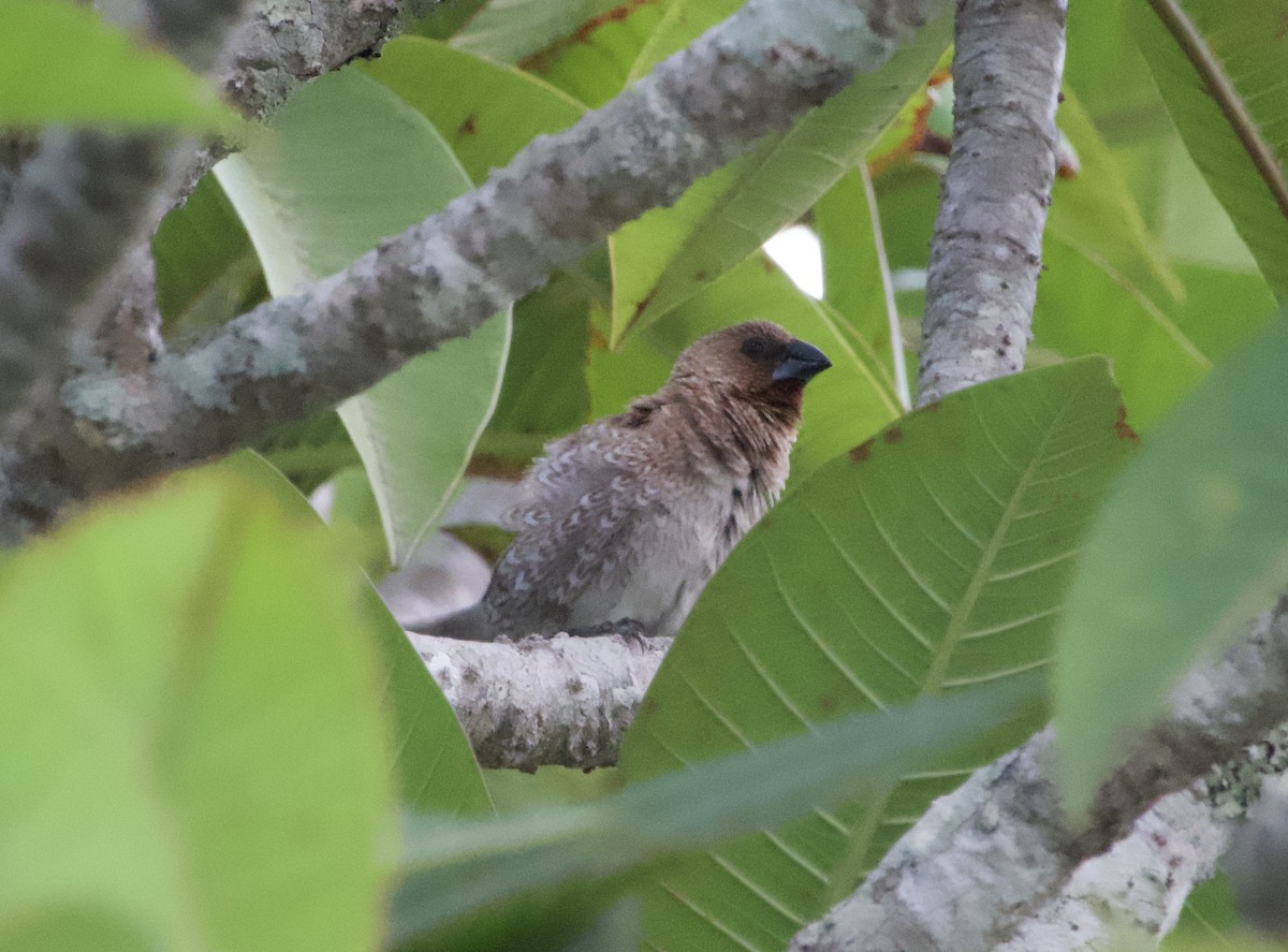 Scaly-breasted Munia - ML628846302
