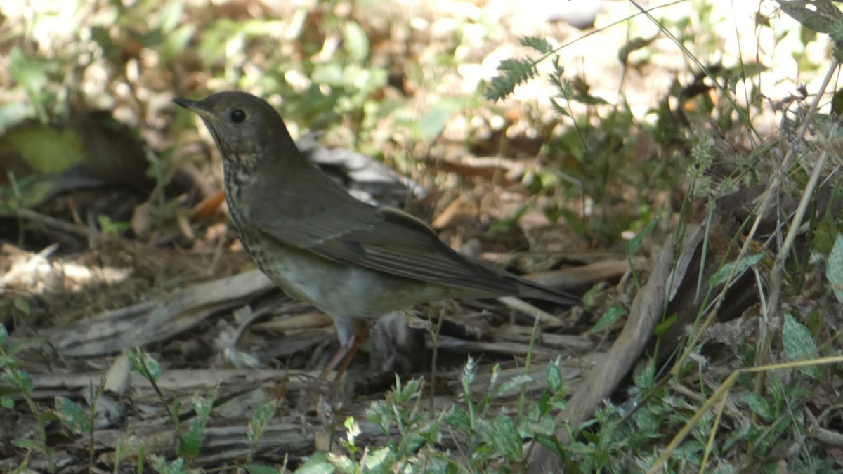 קיכלי אפור-לחי - ML628846510