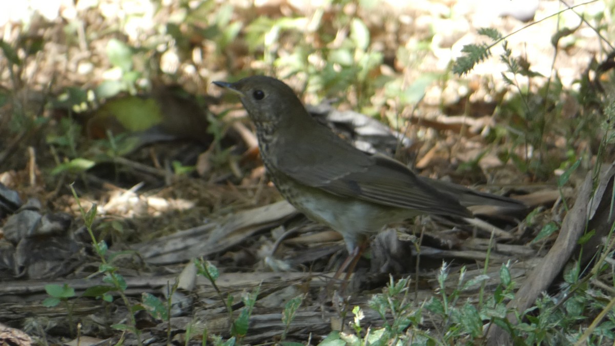 קיכלי אפור-לחי - ML628846511