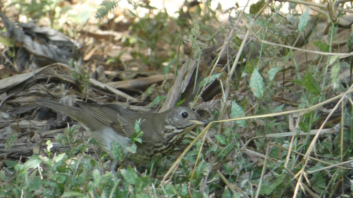 קיכלי אפור-לחי - ML628846513