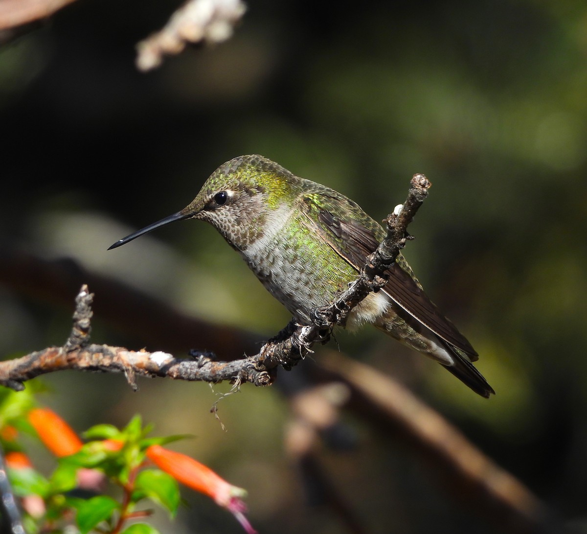 Anna's Hummingbird - Jan Thom