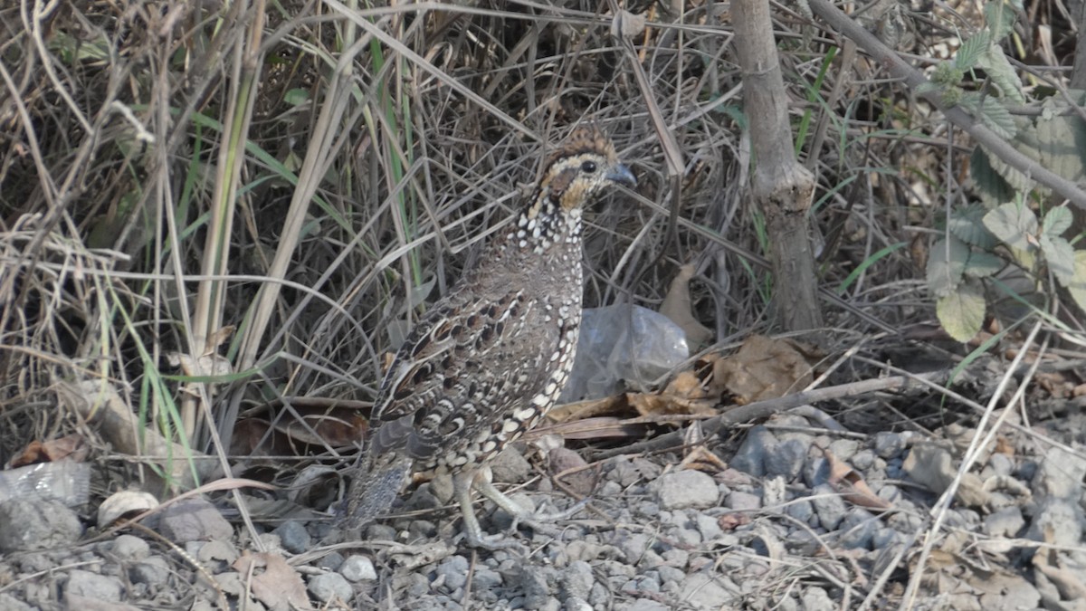 Spot-bellied Bobwhite - ML628846677