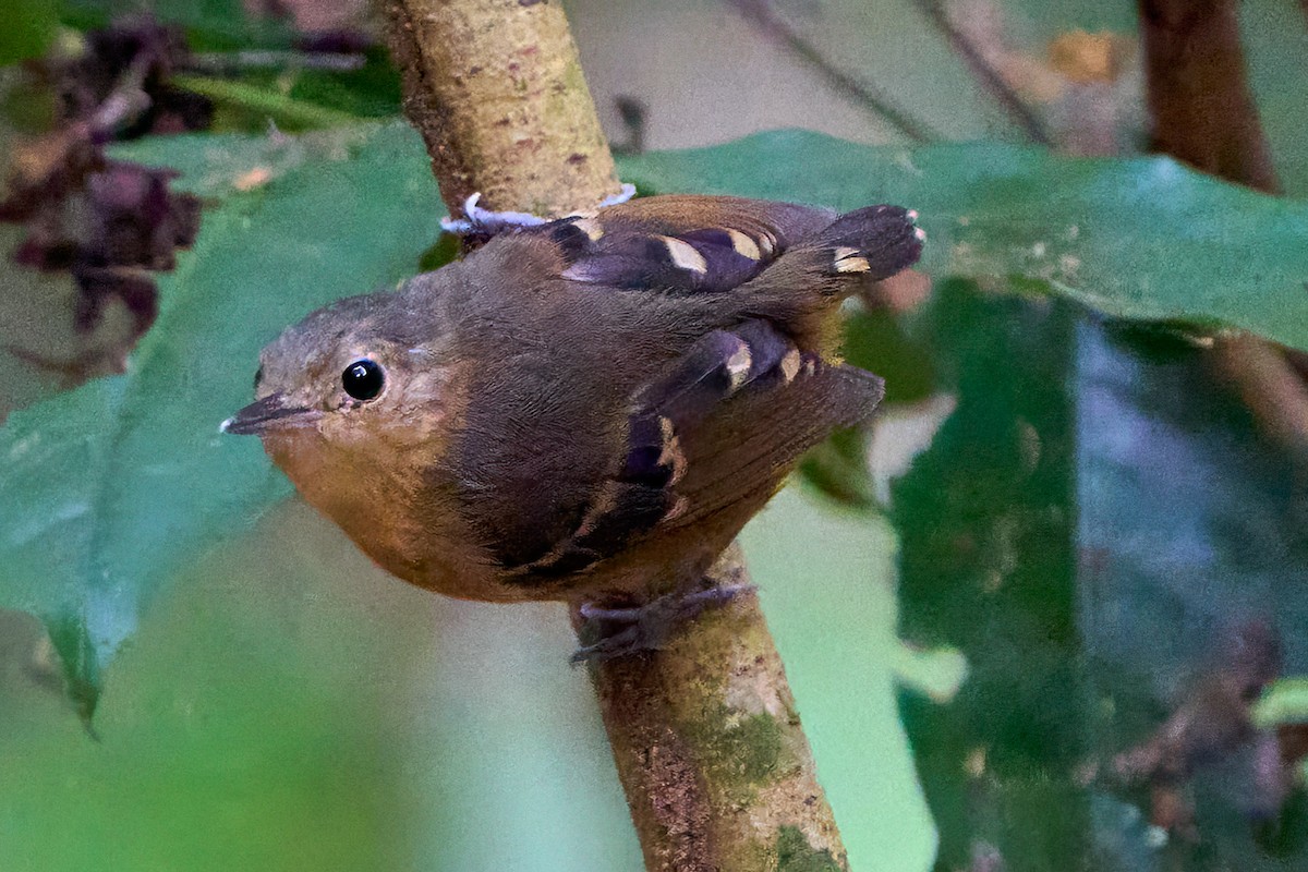 Plain-throated Antwren - Hunter Book