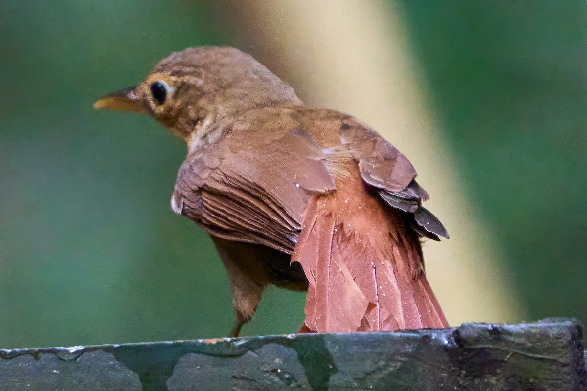 Ochre-throated Foliage-gleaner - ML628846742