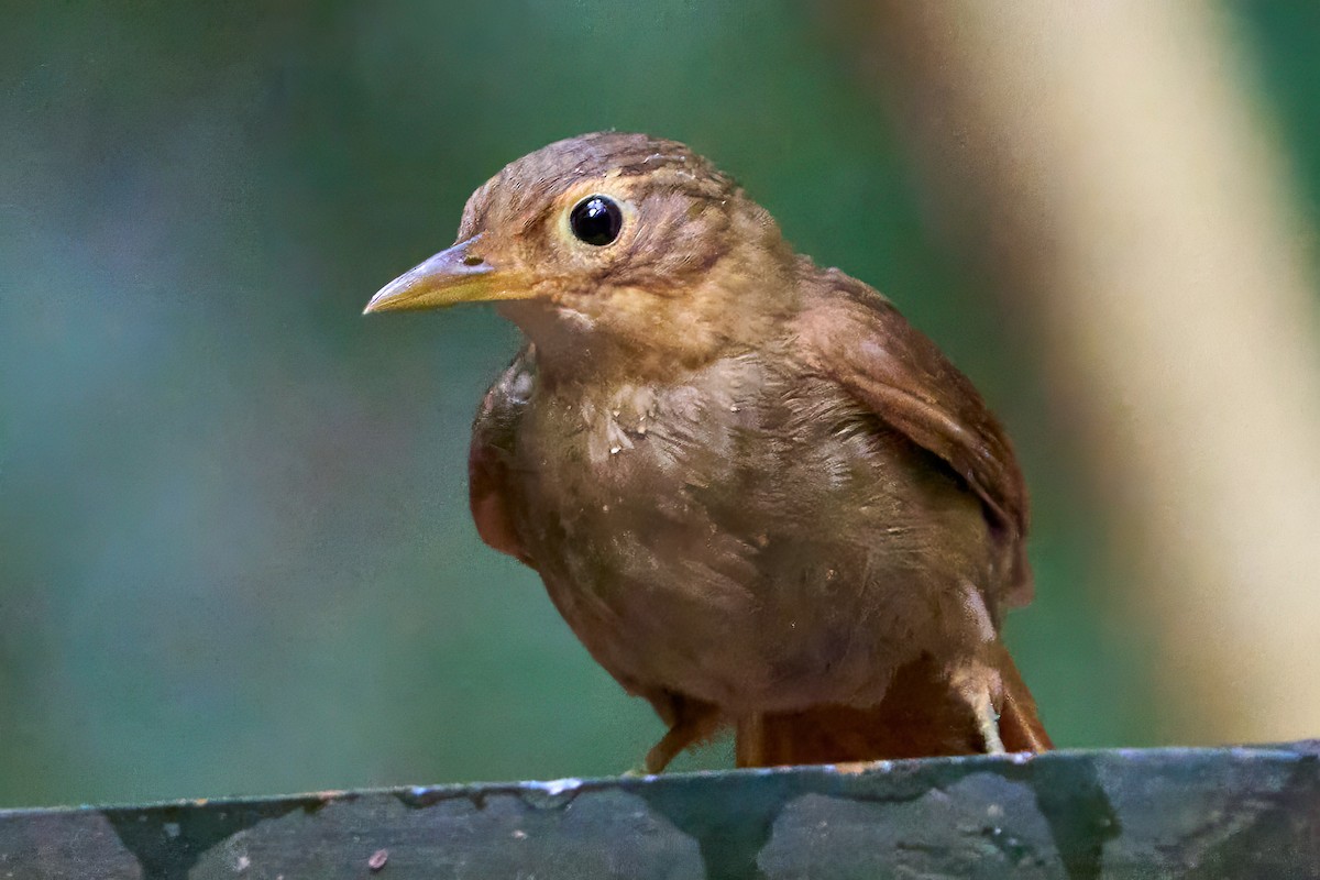 Ochre-throated Foliage-gleaner - ML628846743