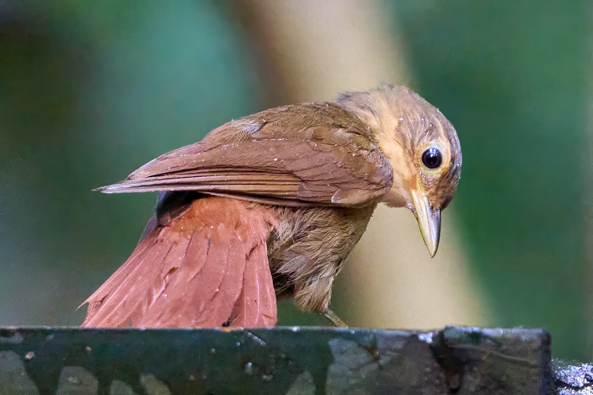 Ochre-throated Foliage-gleaner - ML628846744