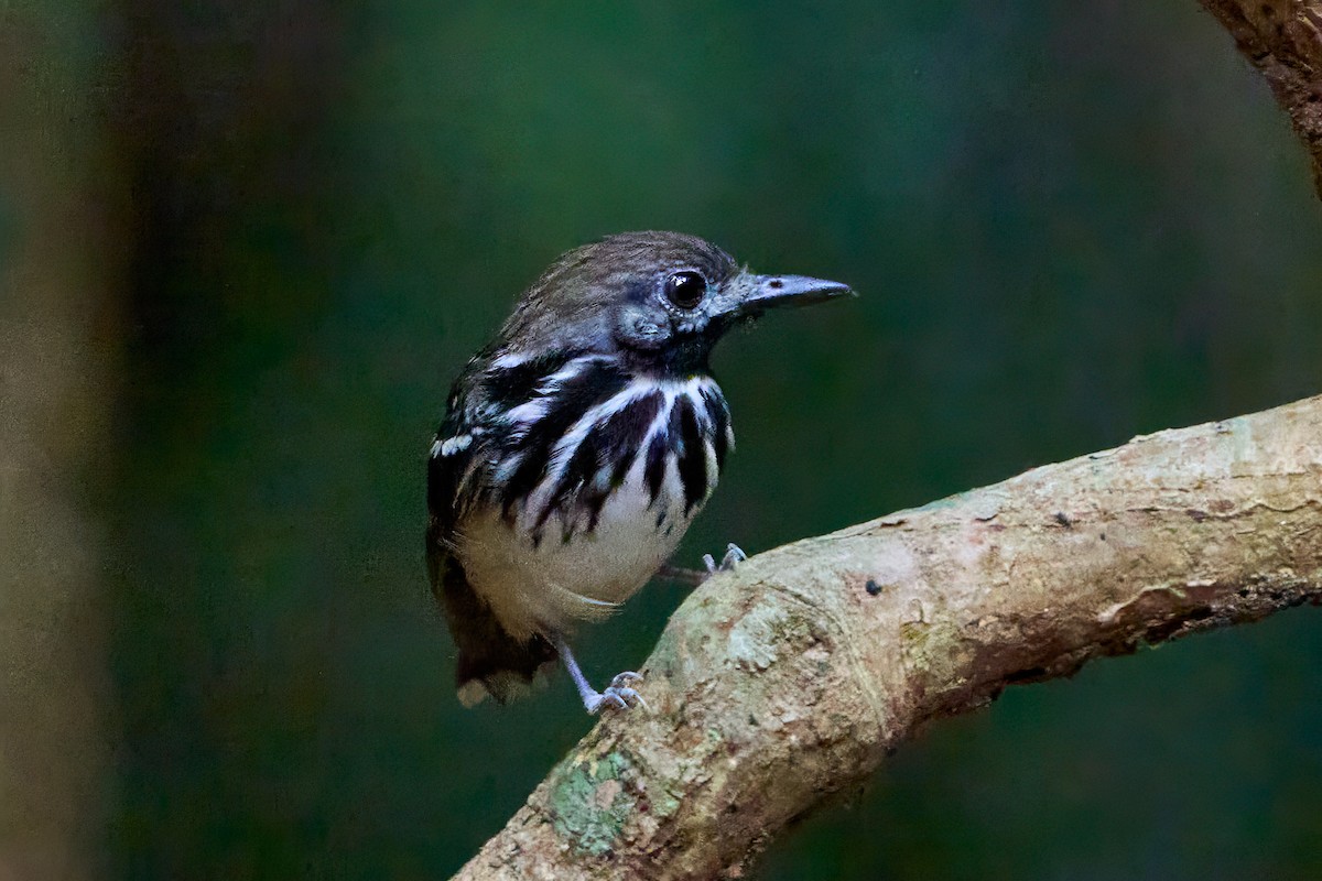 Dot-backed Antbird - ML628846768