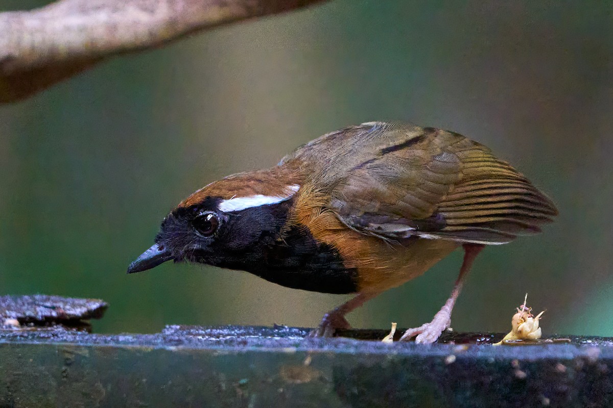 Black-breasted Gnateater - ML628846773